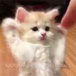 لیبا چودھری